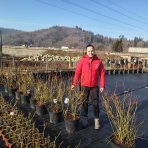 Čučoriedka kanadská (Vaccinium corymbosum) - čučoriedkové KVARTETO 4v1, výška 80-100 cm, kont.C20L 